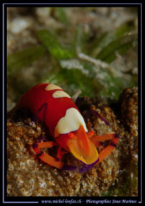 Beautiful encounter in the Red Sea... Que du bonheur... :... by Michel Lonfat 